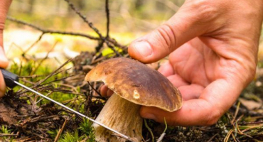 Žlučník: můžete jíst